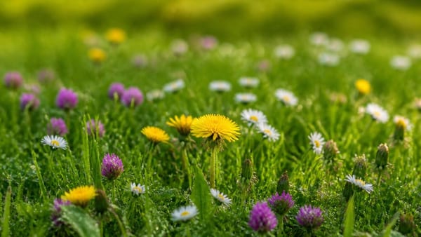 Bloemen in je grasveld mogen best, sommige komen gewoon gratis aanwaaien