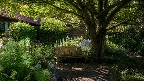 Bomen zijn méér dan decor: ze koelen, zuiveren lucht en versterken biodiversiteit. Waarom elke tuin en straat gebaat …