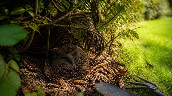 Voorjaarsschoonmaak in de tuin klinkt onschuldig, maar kost jaarlijks talloze dieren het leven. Hoe bescherm je egels…